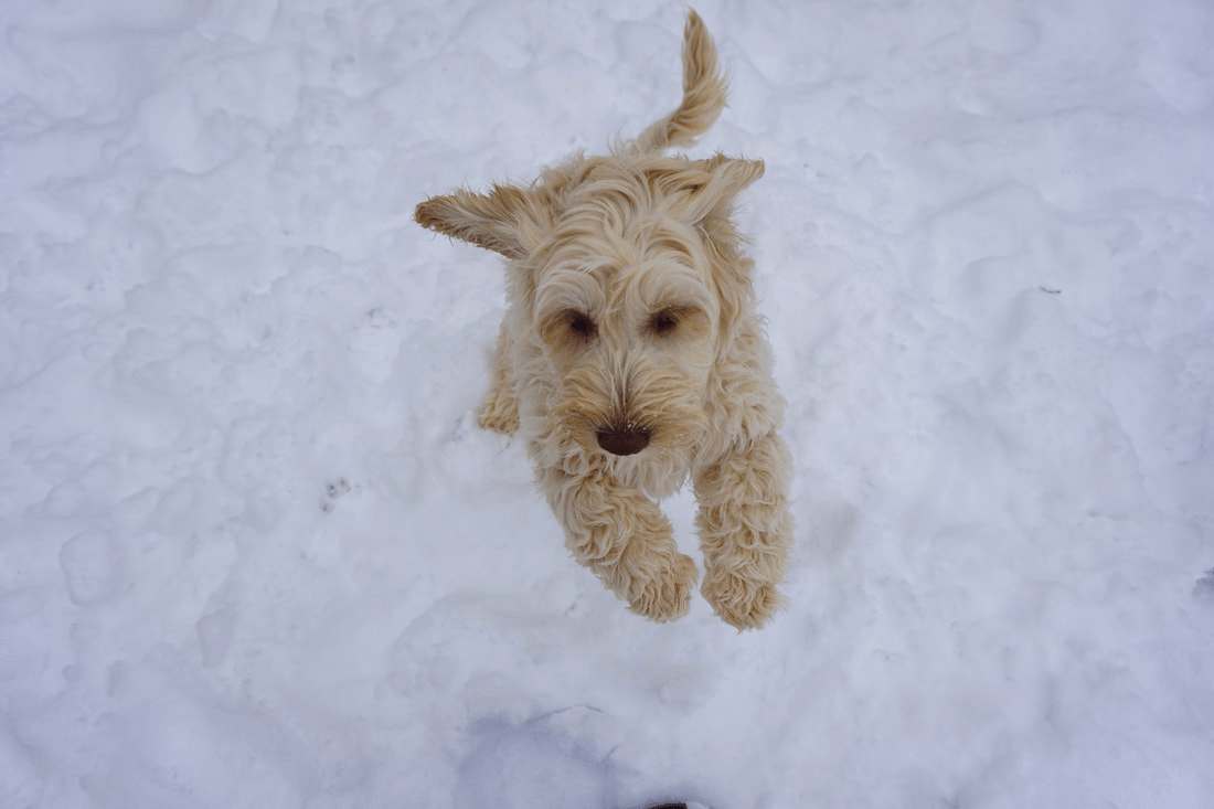 retired jack hopping