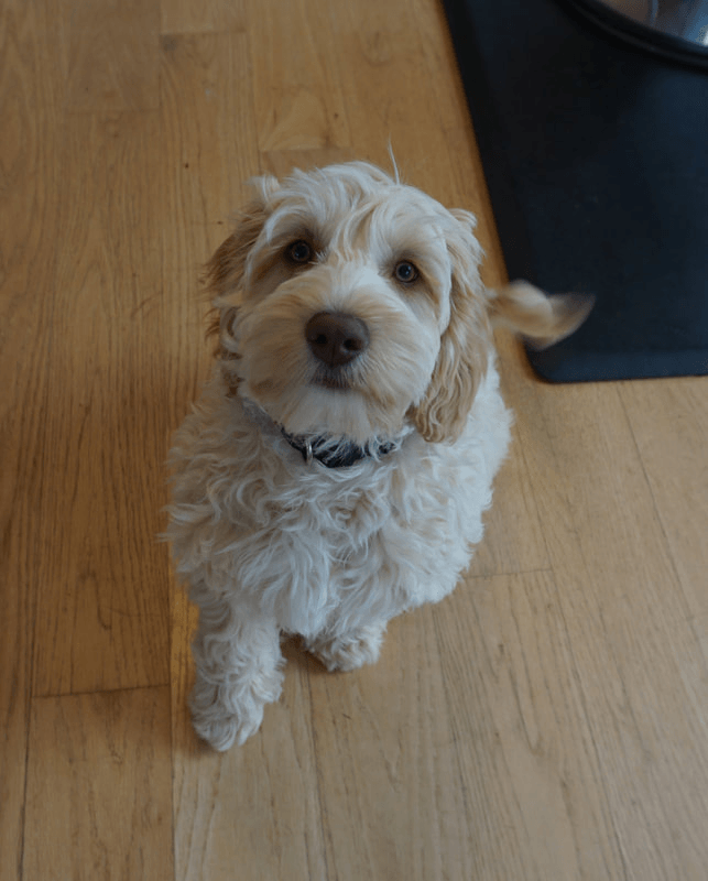 retired jack sitting