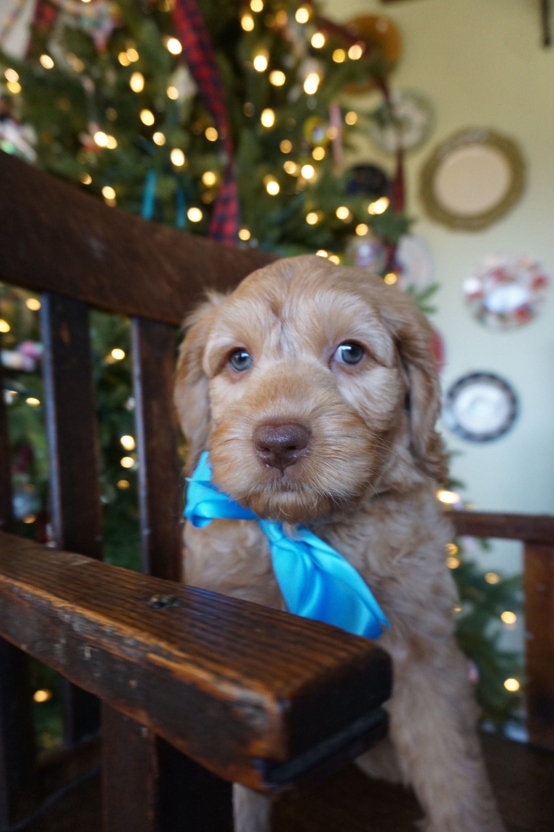 retired jon snow pup