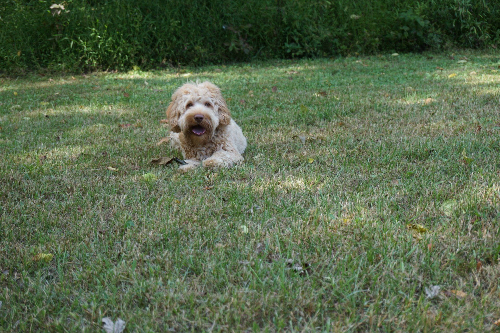 retired jon snow resting on the grass