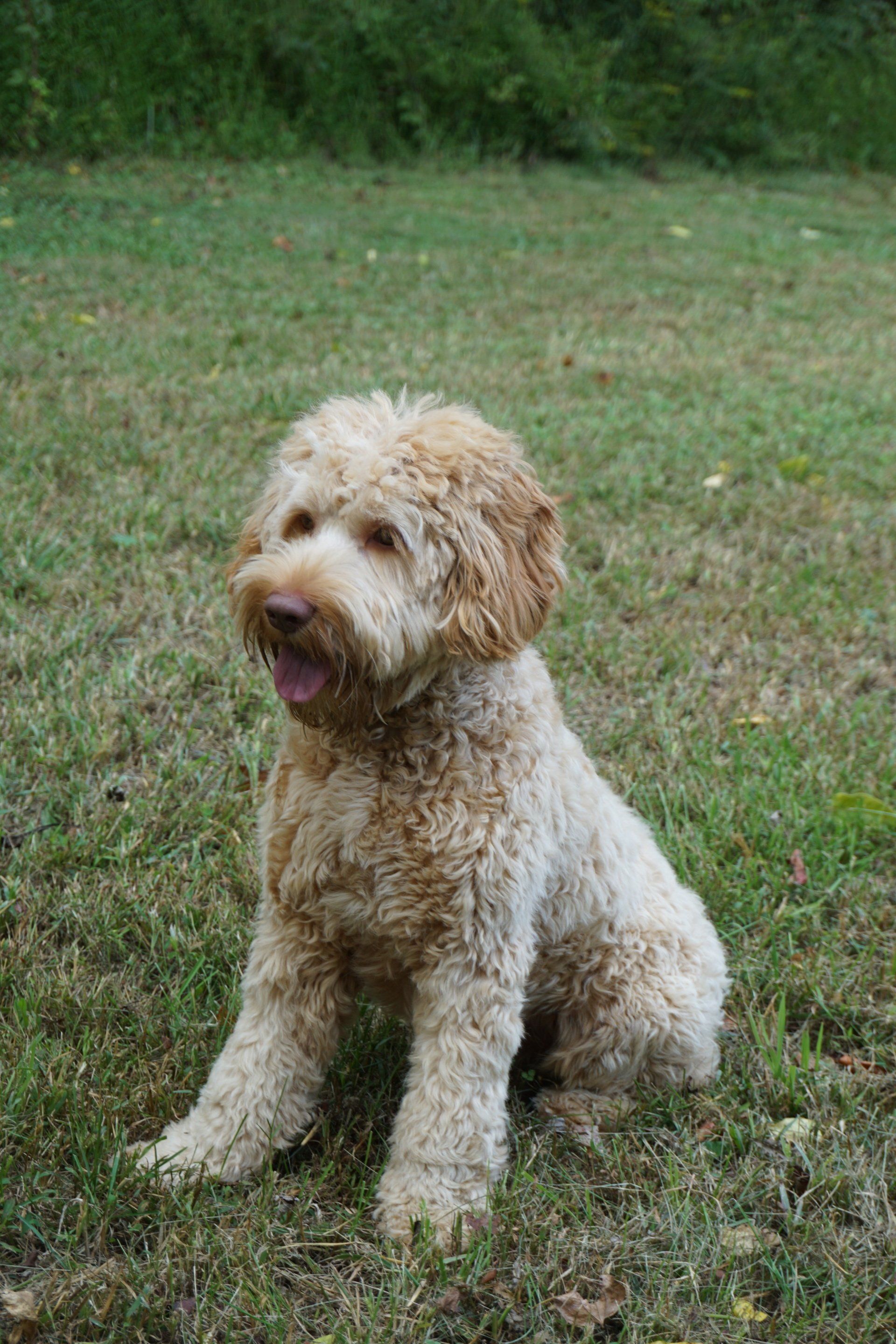 retired jon snow sitting on the grass