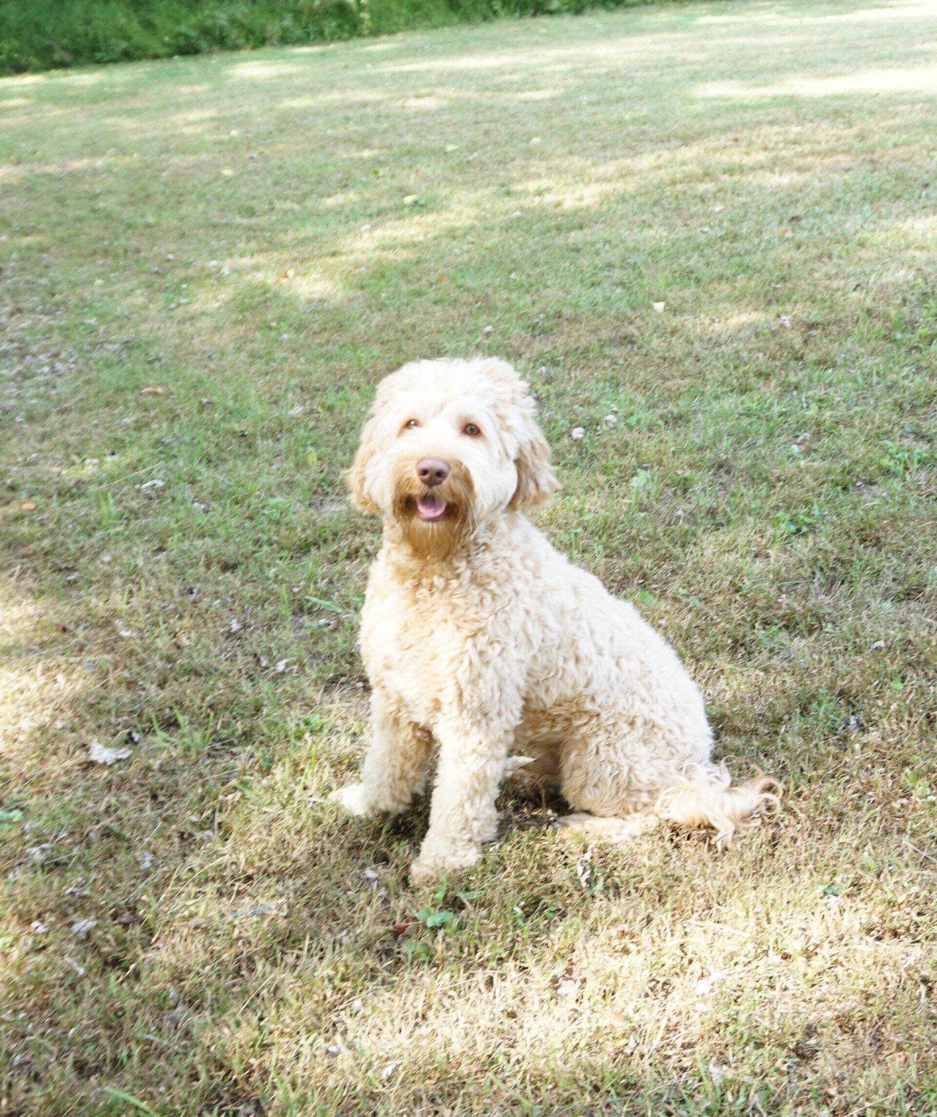 retired jon snow grass