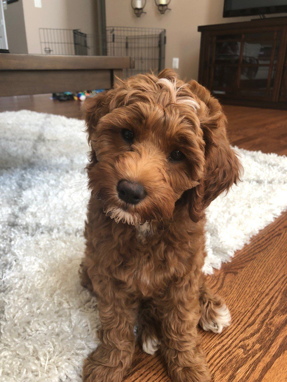 red jamie front sitting