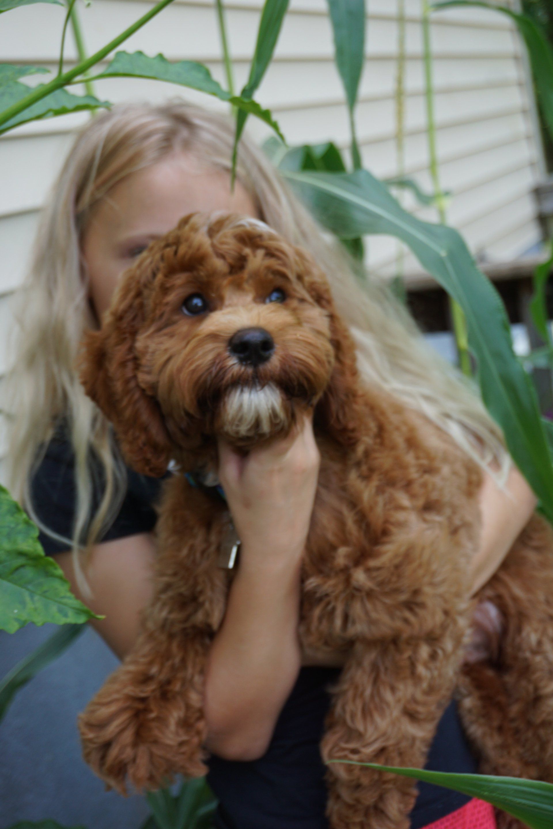 red jamie with owner