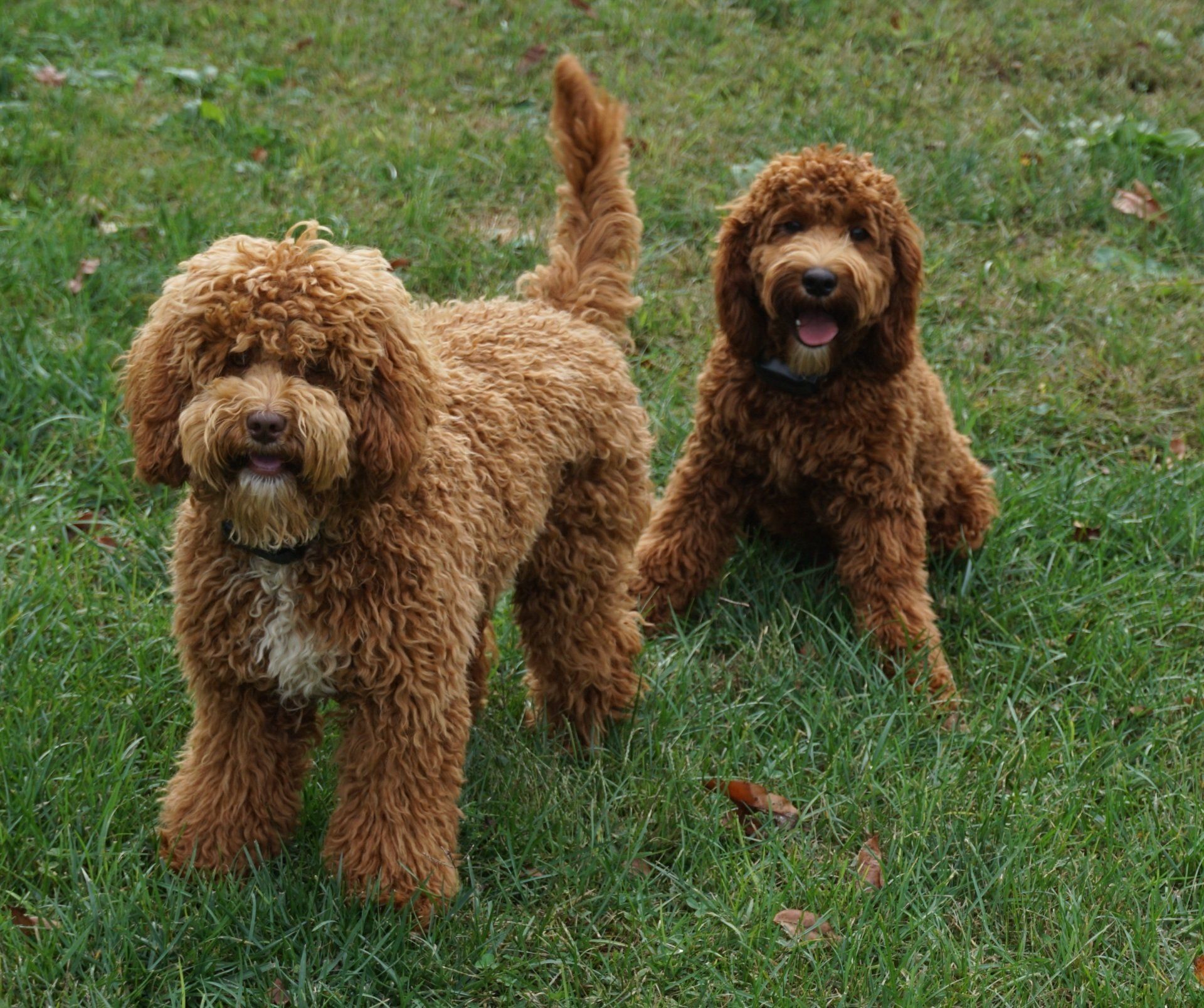 red jamie and friend