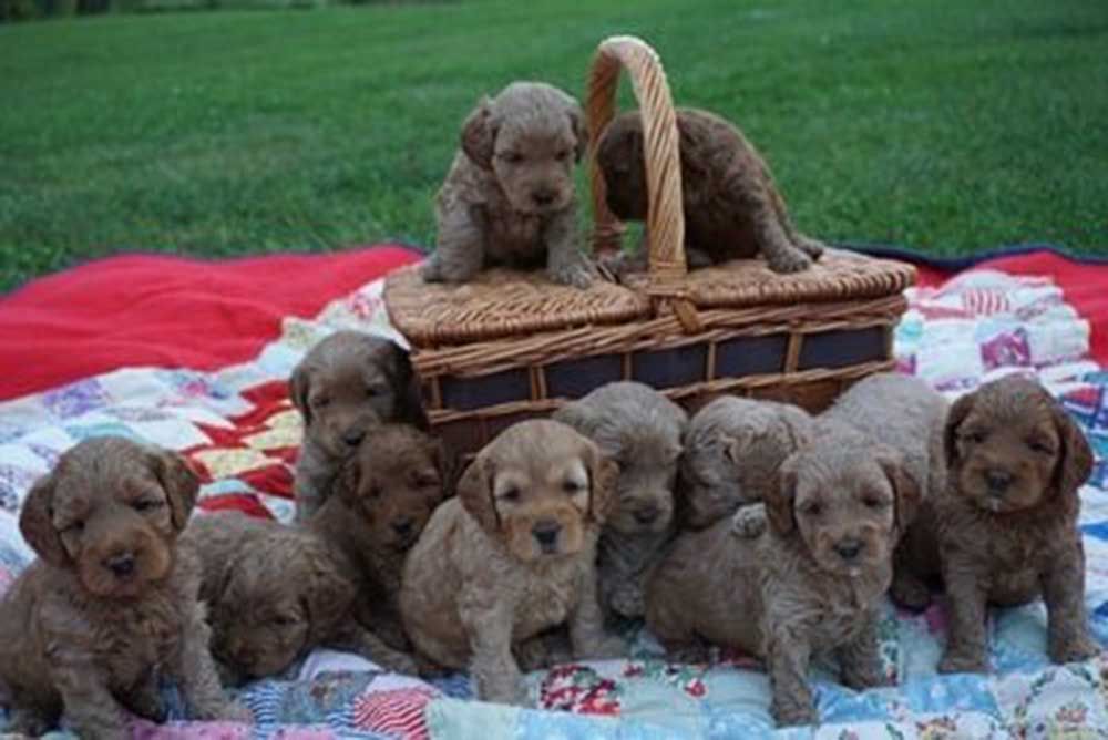 retired rosie pups basket