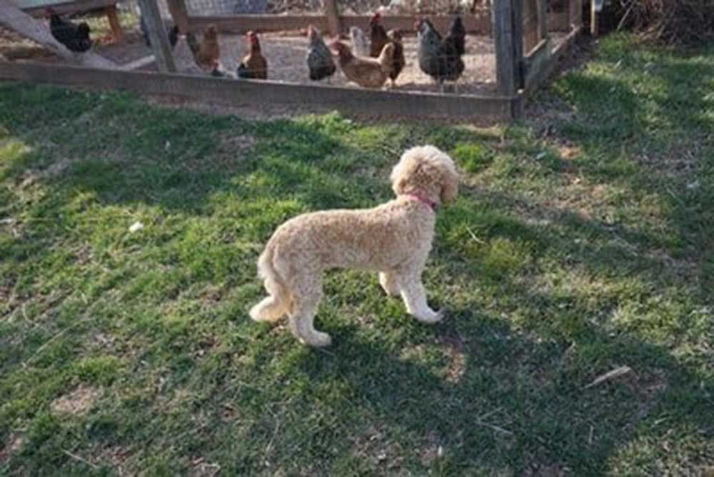 retired rosie behind