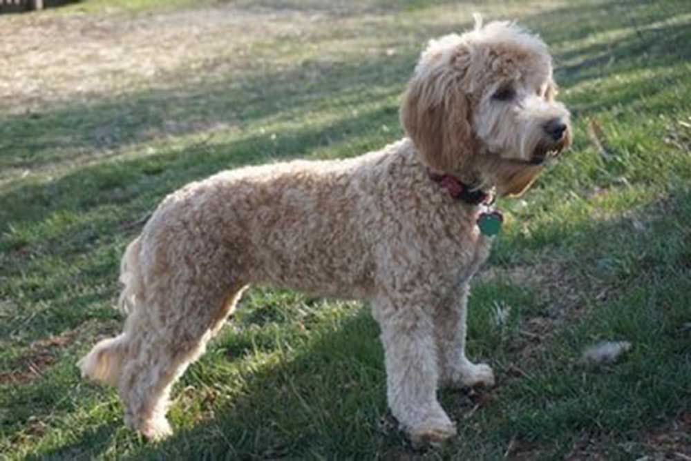 retired rosie side standing