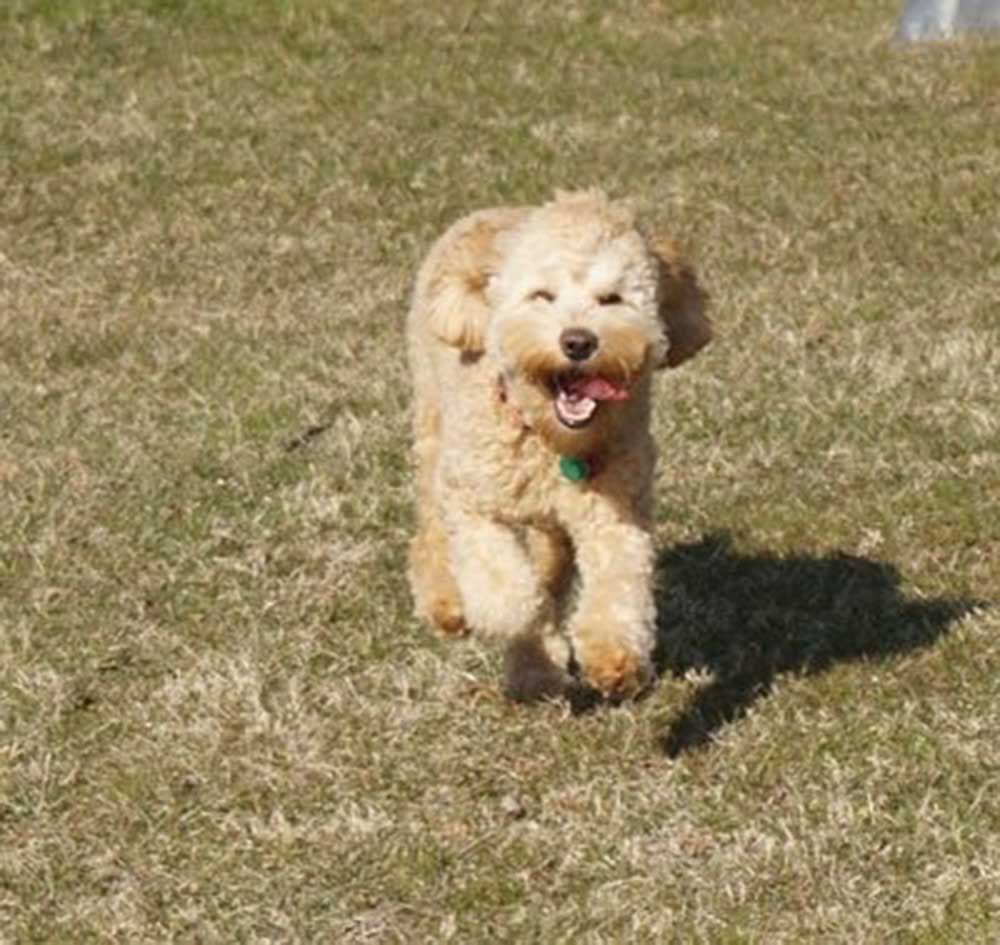 retired rosie running