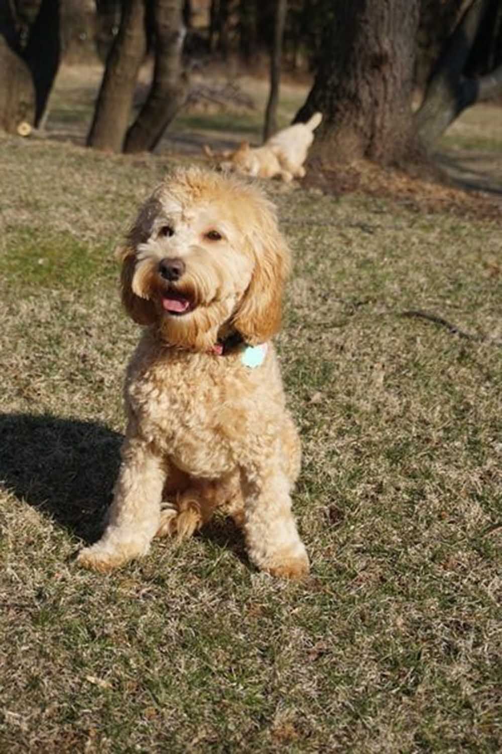 retired rosie sitting