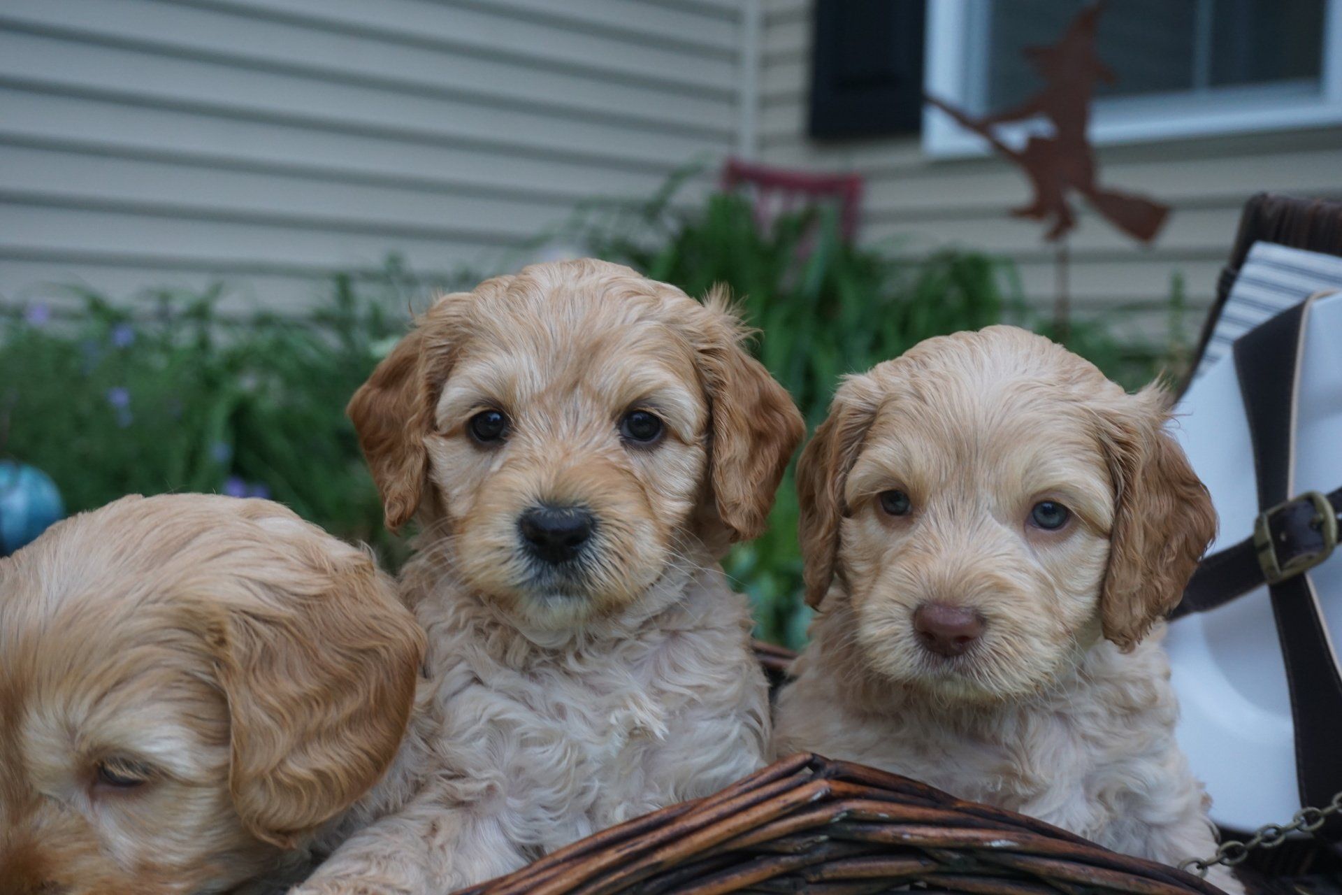 Three light brown Goldendoodle puppies sit in a wicker basket. They have fluffy fur and look directly at the camera.