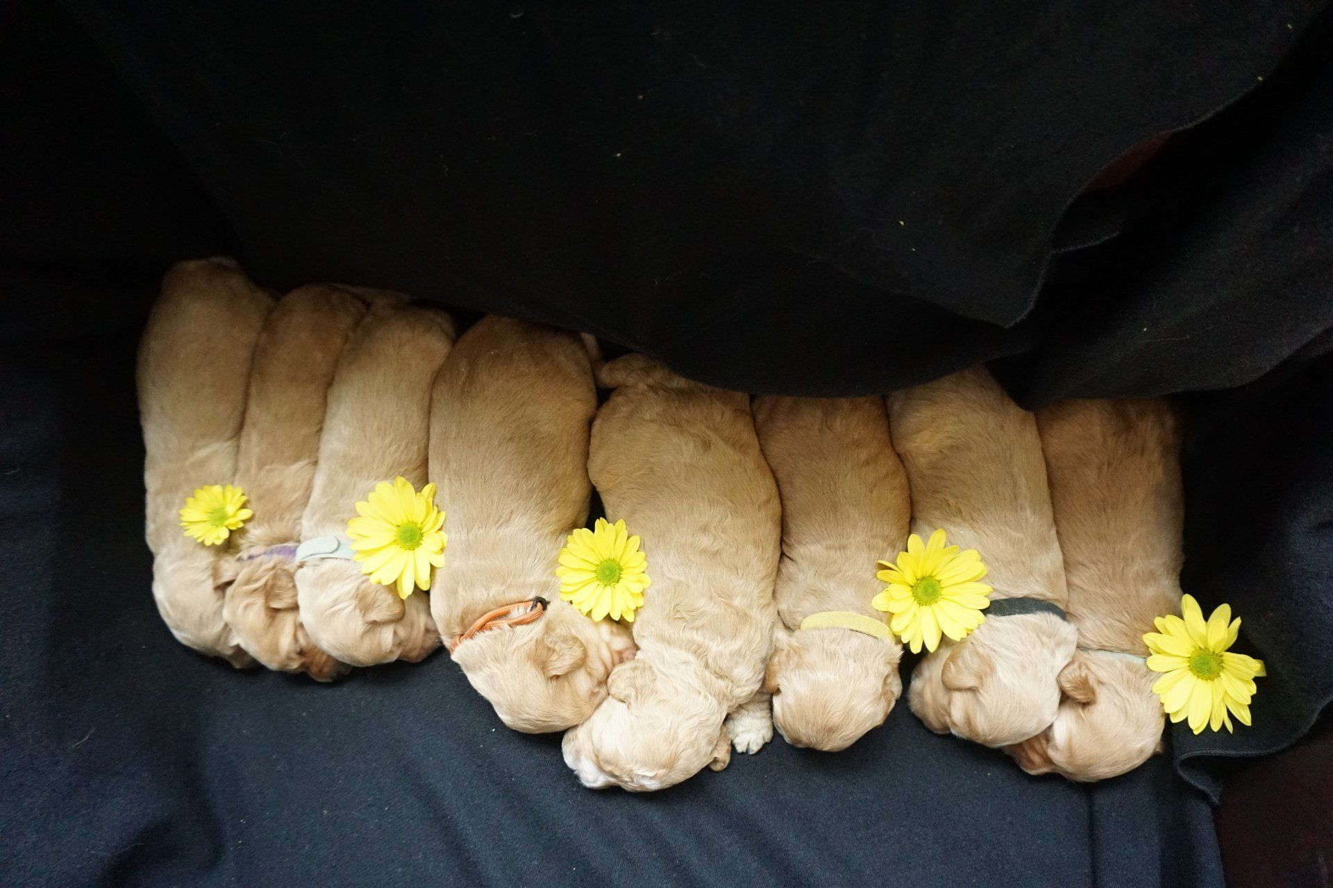 Eight golden-colored puppies nestled on black fabric, each adorned with a yellow flower.