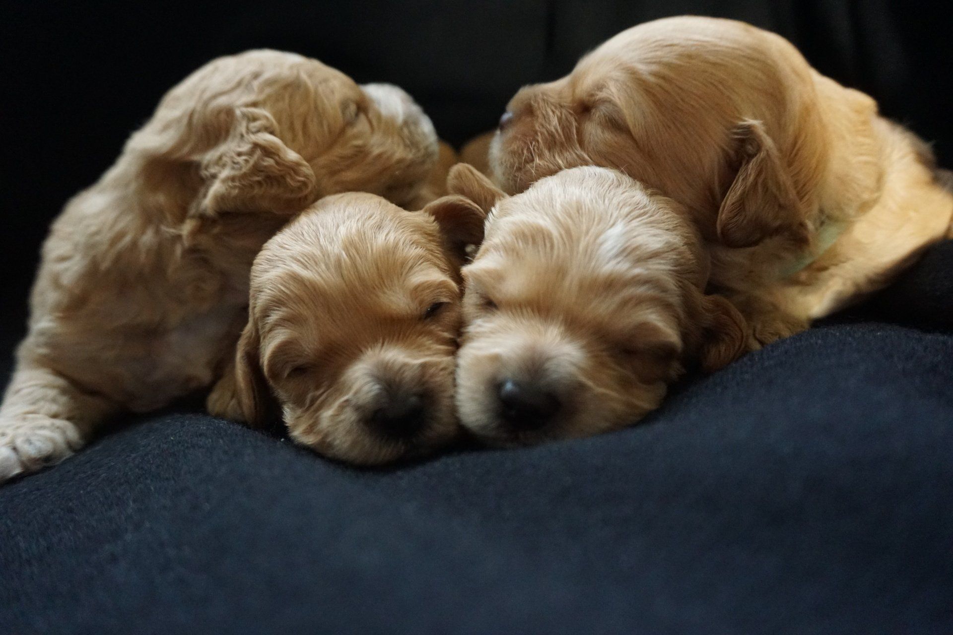 Four sleeping, light-brown puppies huddled together on a dark surface. Their eyes are closed, and they appear peaceful.
