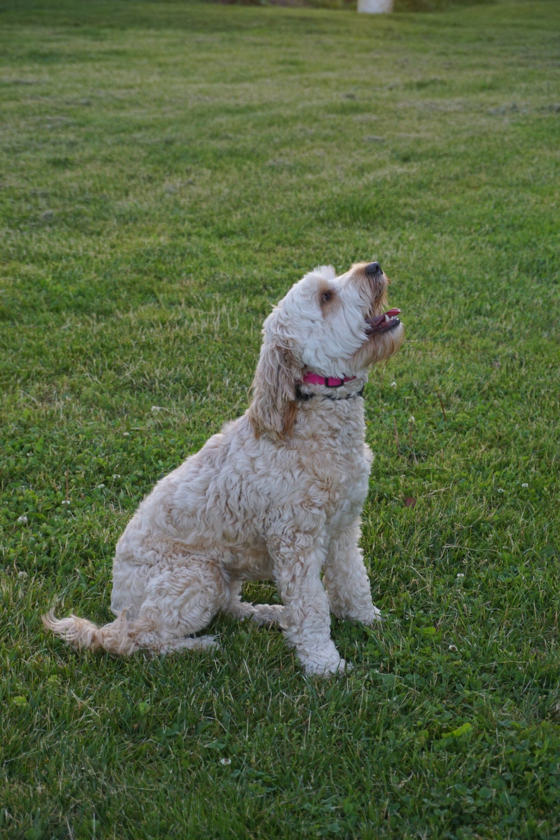 A light brown, curly-haired dog sitting in green grass, looking upward with its mouth open. The dog wears a pink collar.