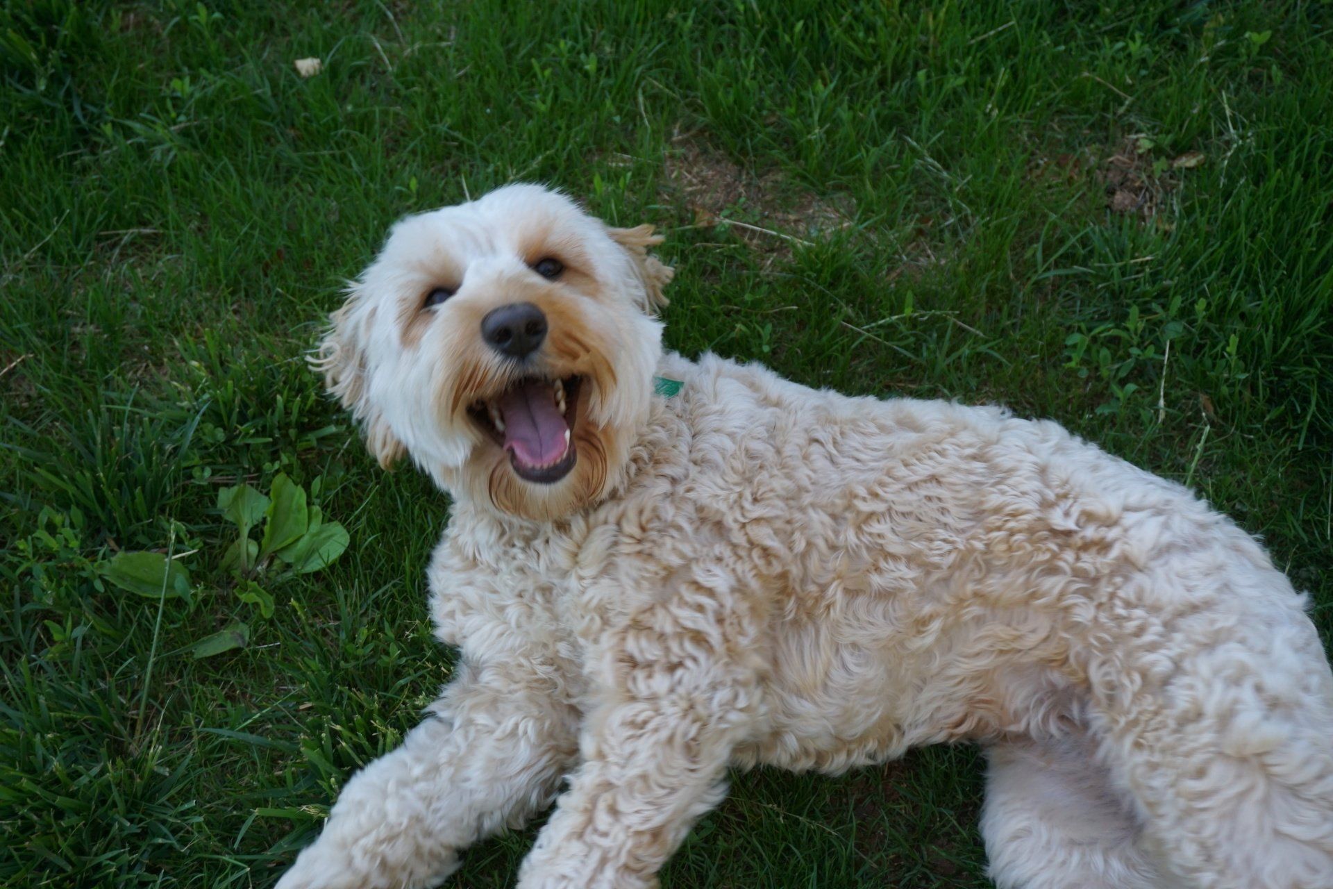 Smiling golden doodle dog lying in green grass.