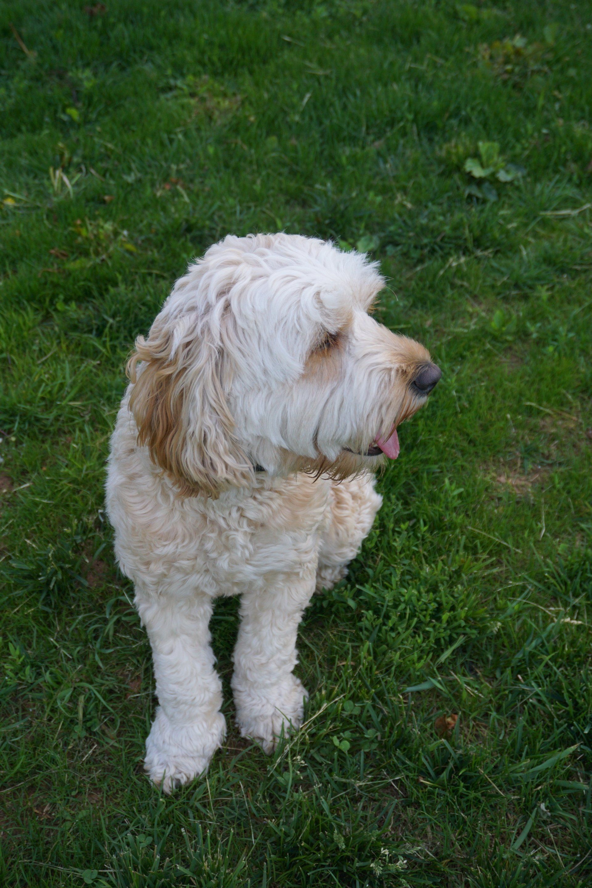 White and tan Goldendoodle sits on green grass, looking to the right with tongue out.