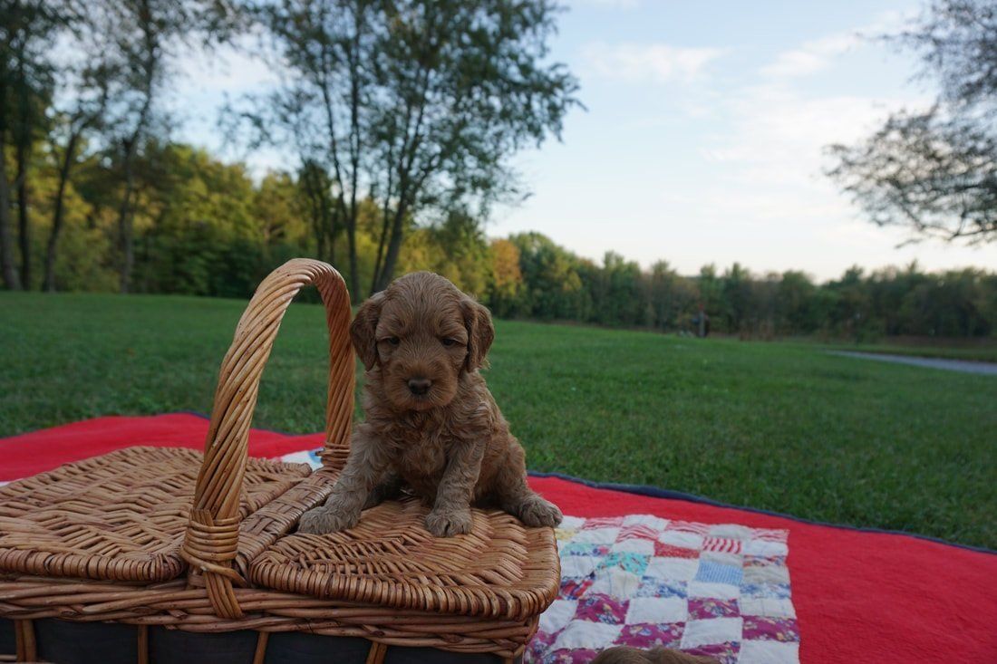 Brown puppy sits in a wicker basket on a red blanket in a park.