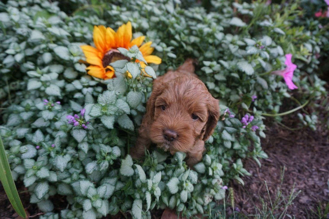 retired sunny resting