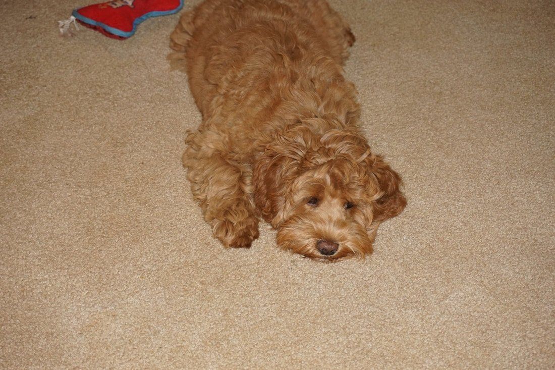 A golden-brown Goldendoodle puppy resting on beige carpet, near a red and blue toy. The dog has a sleepy expression.