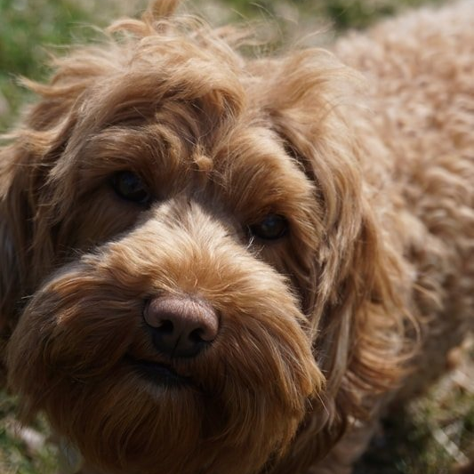 retired sunny close-up