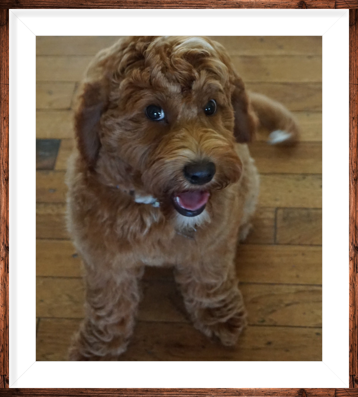 Waltzing Matilda's Red Jamie Fraser