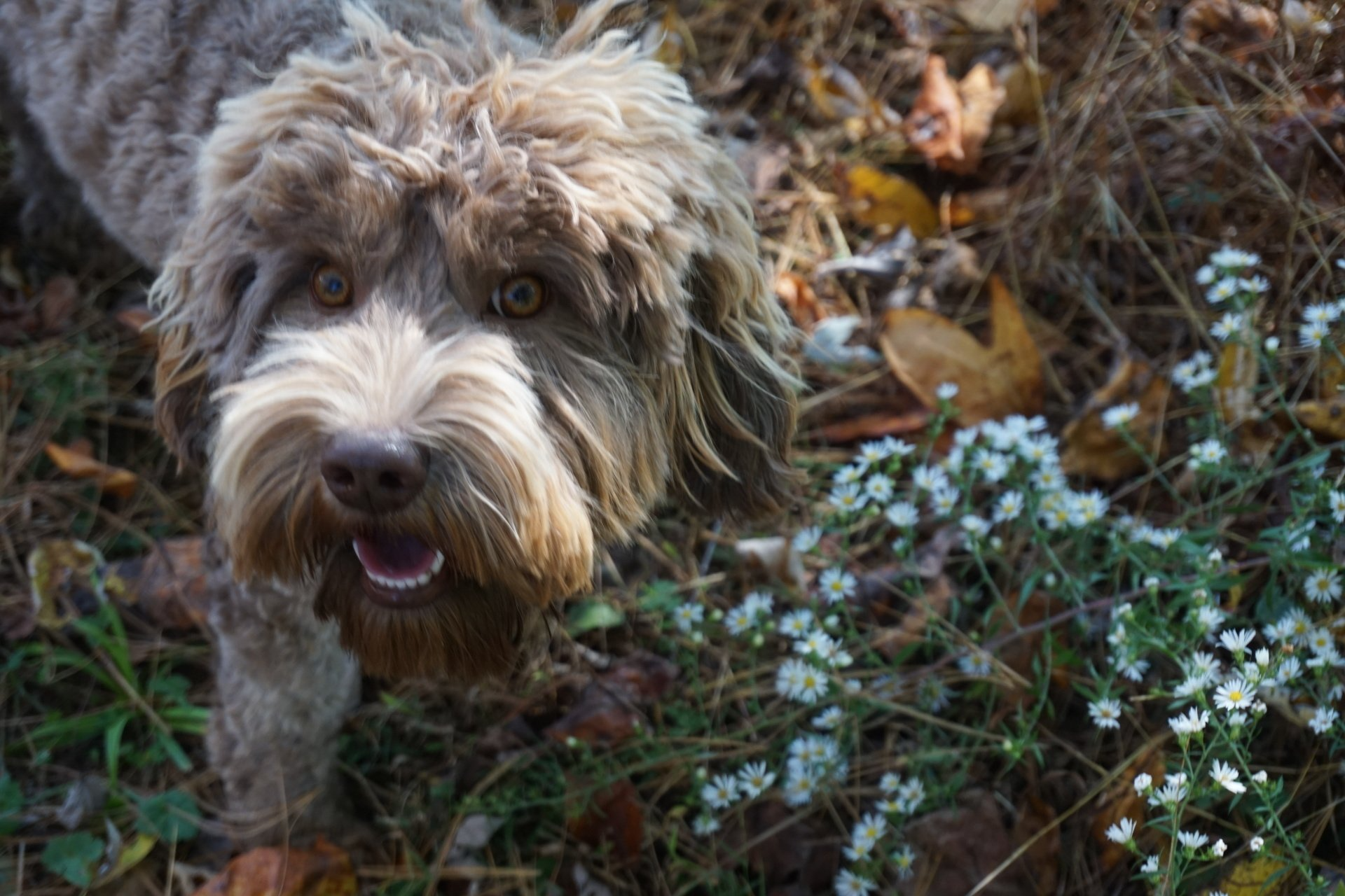 wild daisy’s pepper primrose gallery - 010