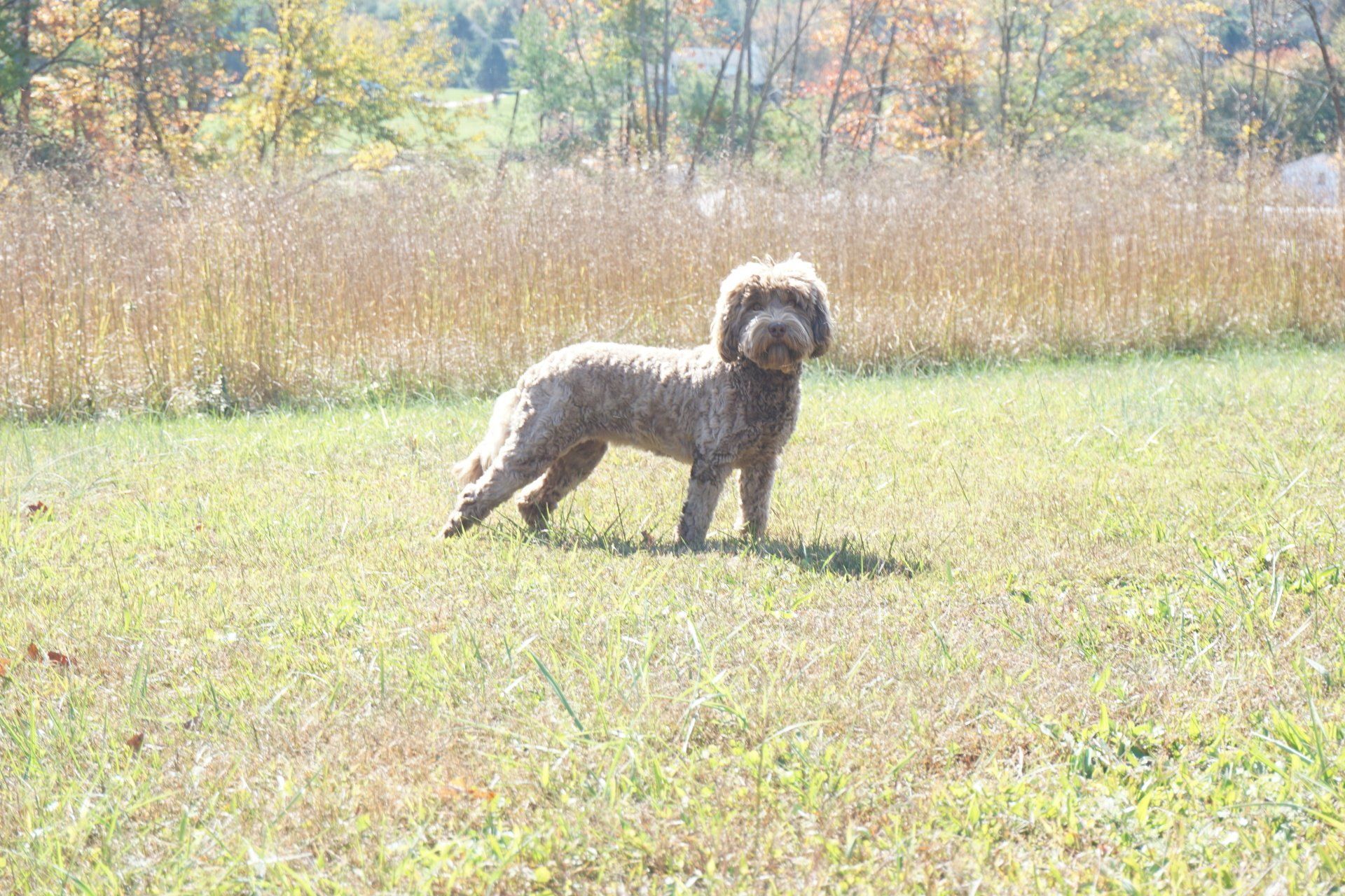 wild daisy’s pepper primrose gallery - 014