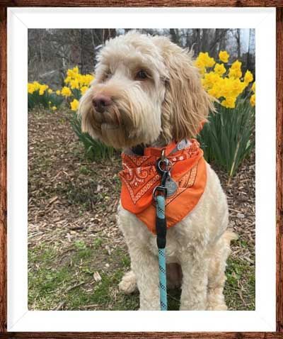 Wild Daisy's Peach Blossom