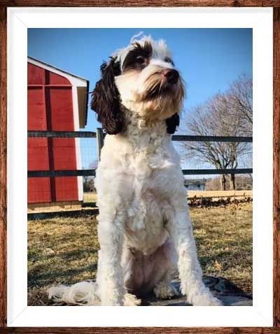 Wild Daisy's Black Eyed Susan