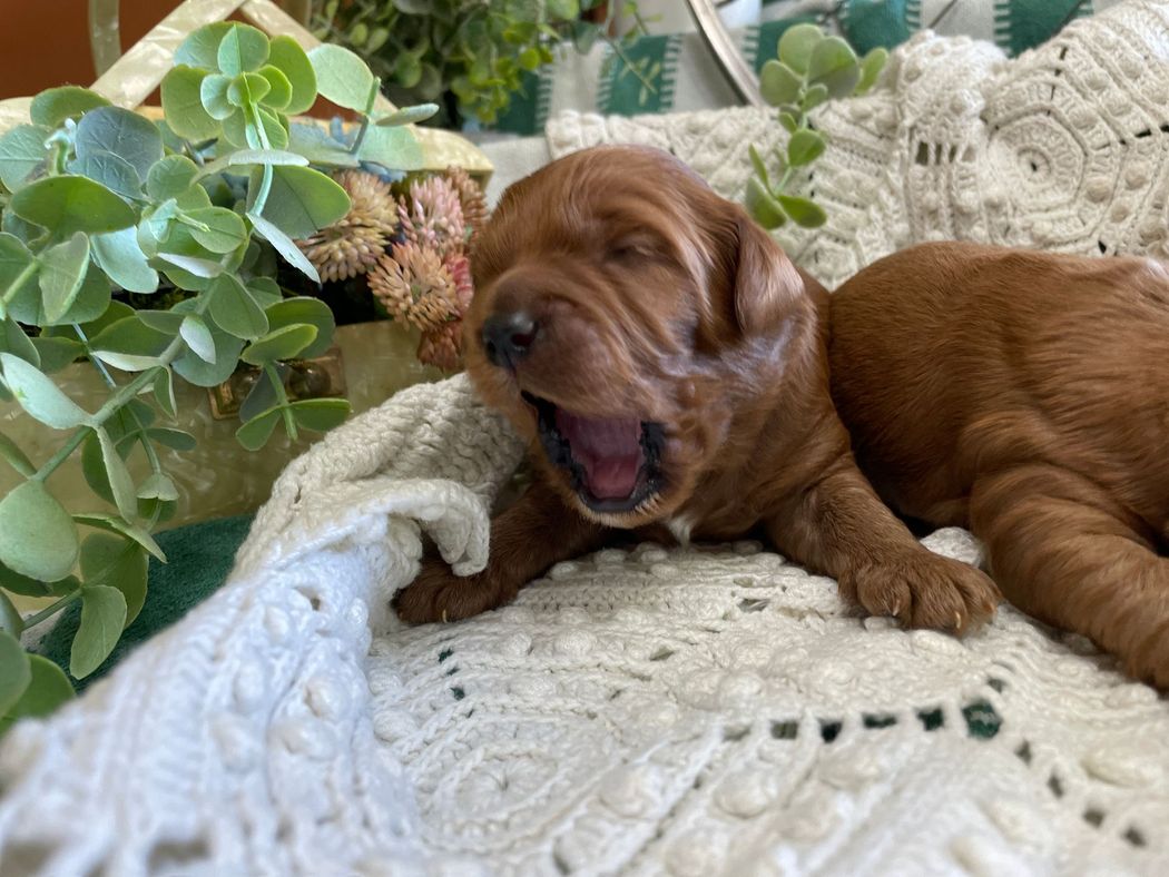 A sleepy, red-brown puppy yawns widely, nestled on a cream-colored knitted blanket, next to green plants.