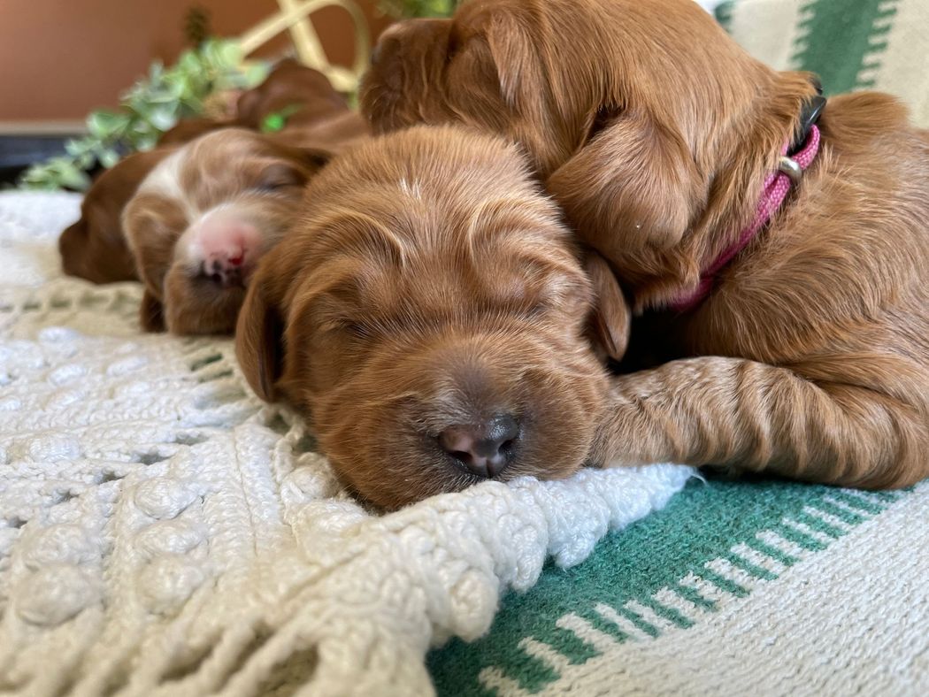 Several reddish-brown puppies asleep on a white crocheted blanket with a green-striped section. One puppy wears a pink collar.
