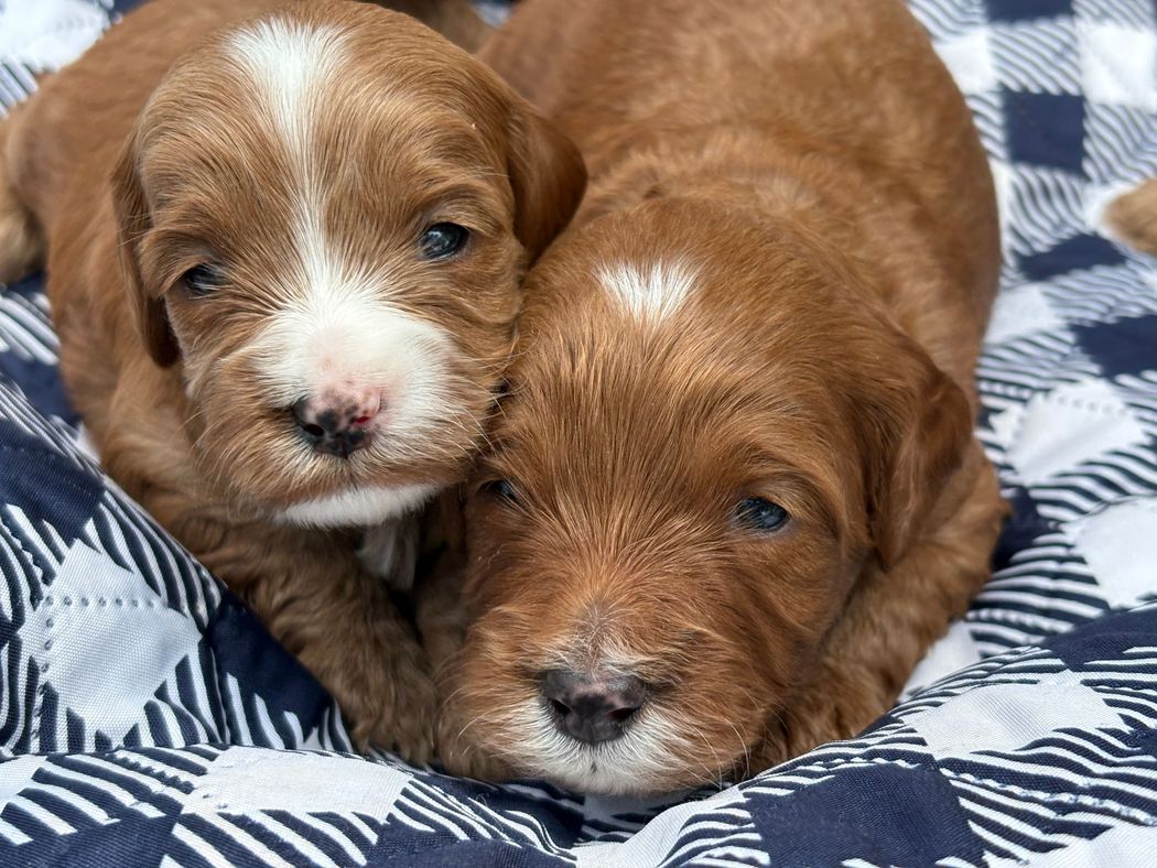 Two brown puppies snuggling close together on a blue and white checkered blanket. One has a white marking on its forehead.