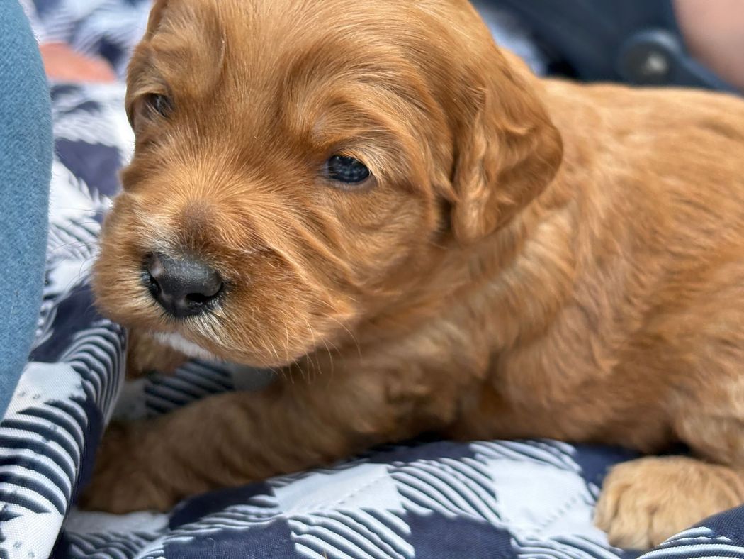Golden-red puppy with a wrinkled face resting on a blue and white checkered blanket.