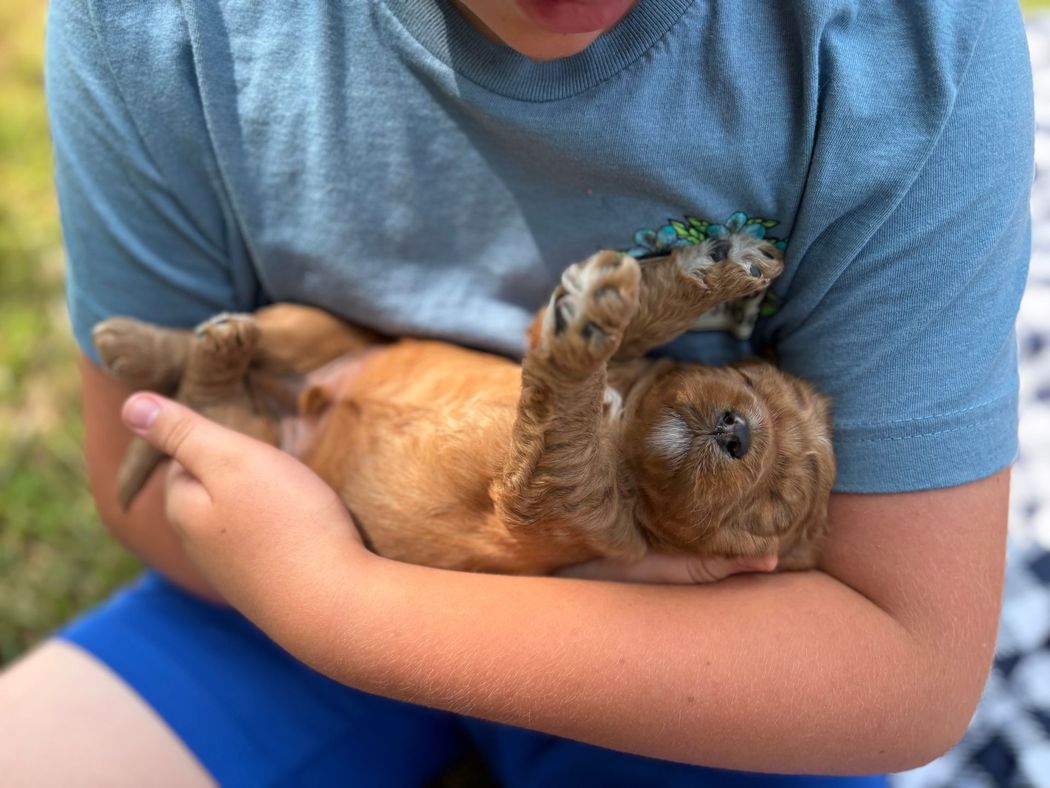 Young person holding a small, light brown puppy on its back. The puppy is nestled in their arms with its paws in the air.