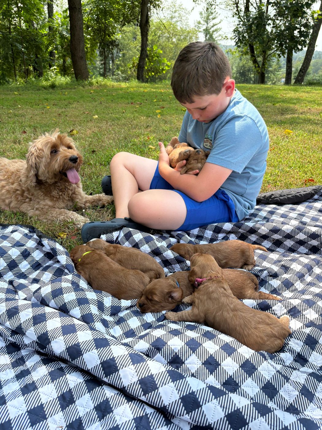 A young boy cradles puppies on a checkered blanket, with a larger dog nearby. The scene is outdoors on a sunny day.
