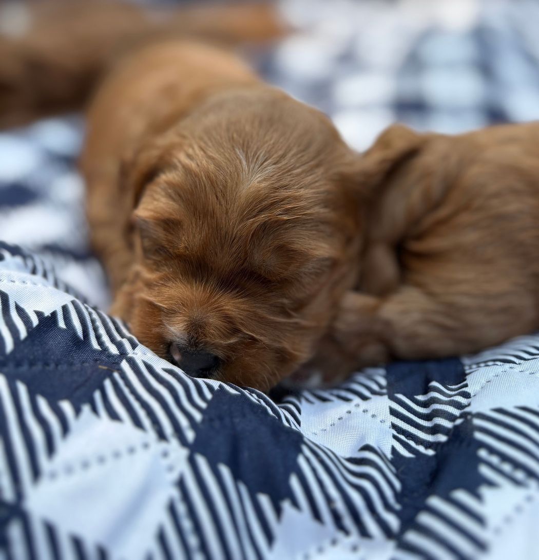 Two sleeping, light-brown puppies curled up on a blue and white checkered blanket.