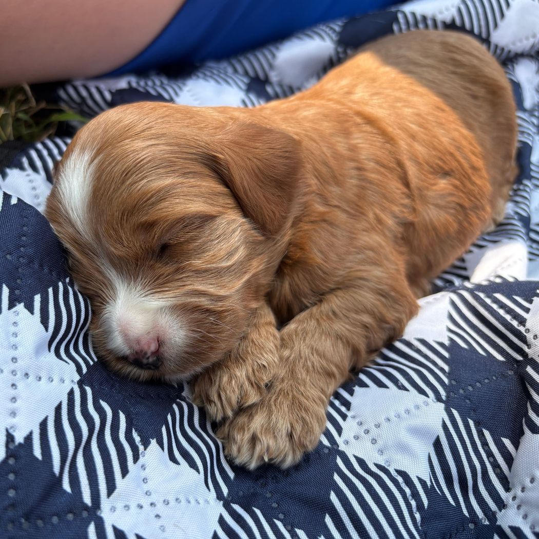 Sleeping brown puppy with a white stripe on its head, resting on a blue and white checkered blanket.