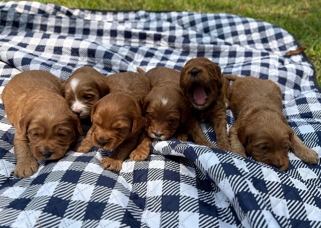 Seven brown puppies lying on a blue and white checkered blanket on grass; one puppy is yawning.