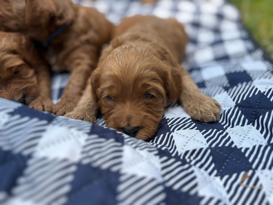 A small, brown puppy resting on a blue and white checkered blanket outdoors. It has floppy ears and a sleepy expression.