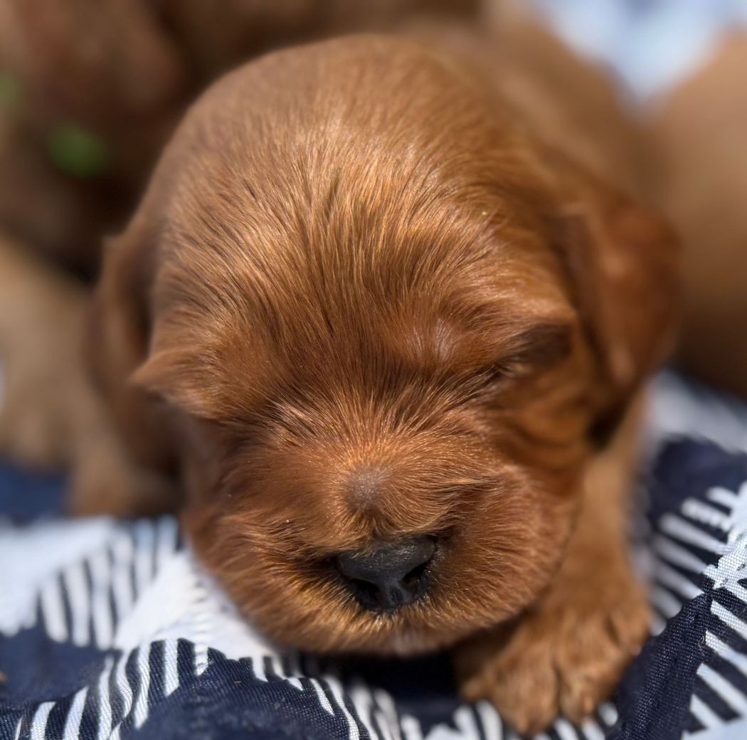 A sleeping, reddish-brown puppy with closed eyes rests on a blue and white checkered blanket.