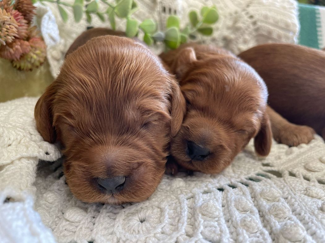 Two sleeping, reddish-brown Irish Setter puppies snuggled together on a cream-colored, textured blanket.