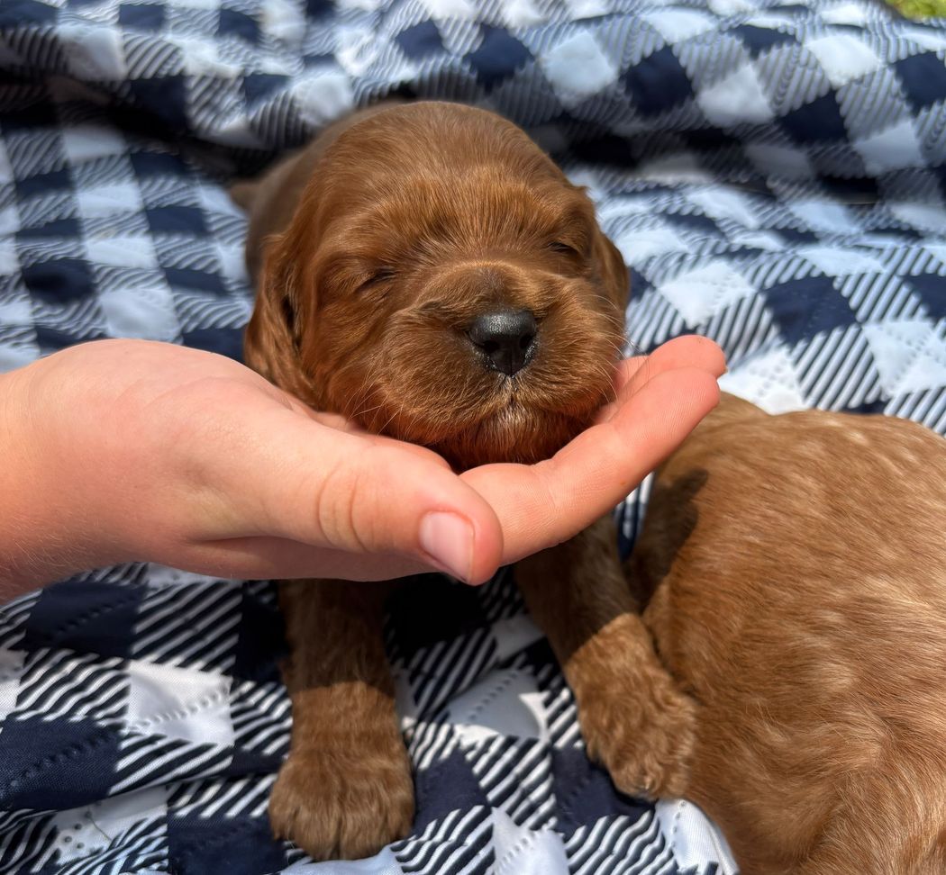 A small, brown puppy being held gently in a person's hand, resting on a blue and white checkered blanket.