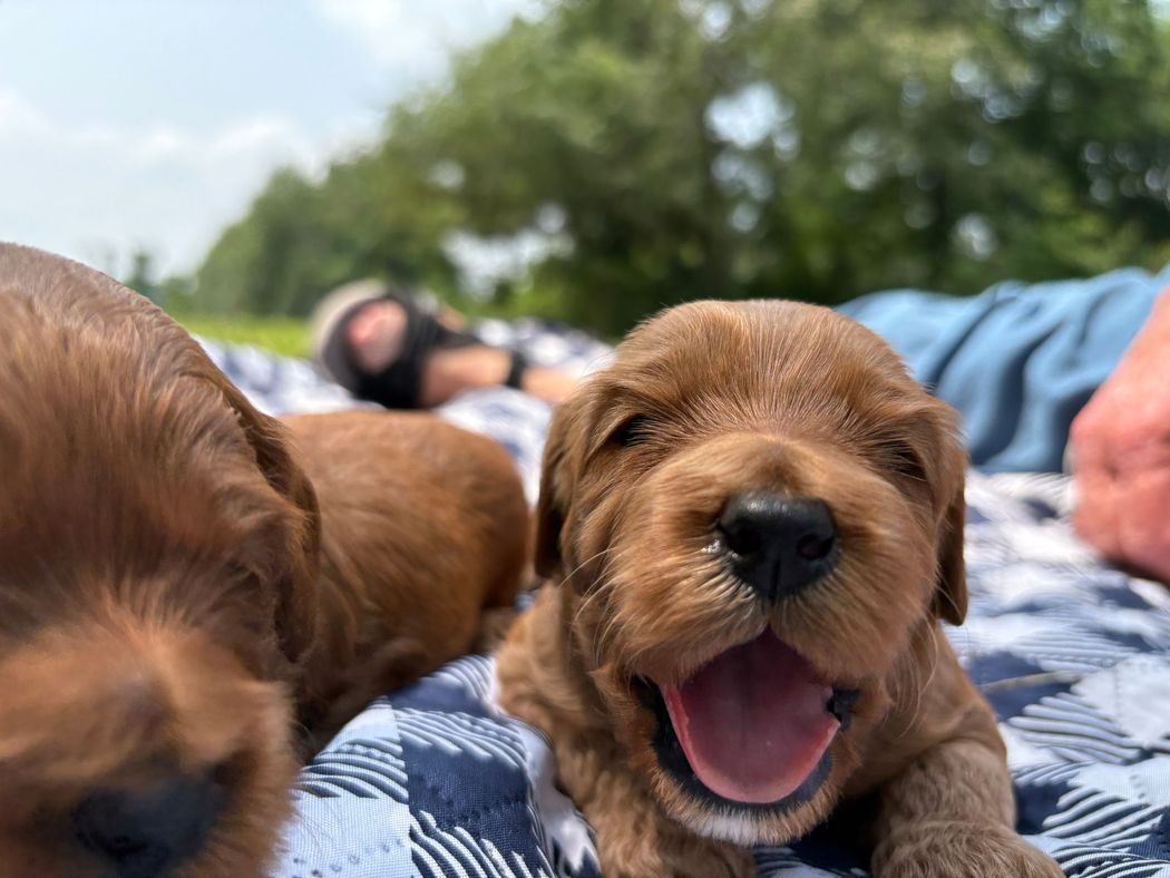 Three red puppies on a blue and white checkered blanket outdoors, one yawning. A person is relaxing in the background.