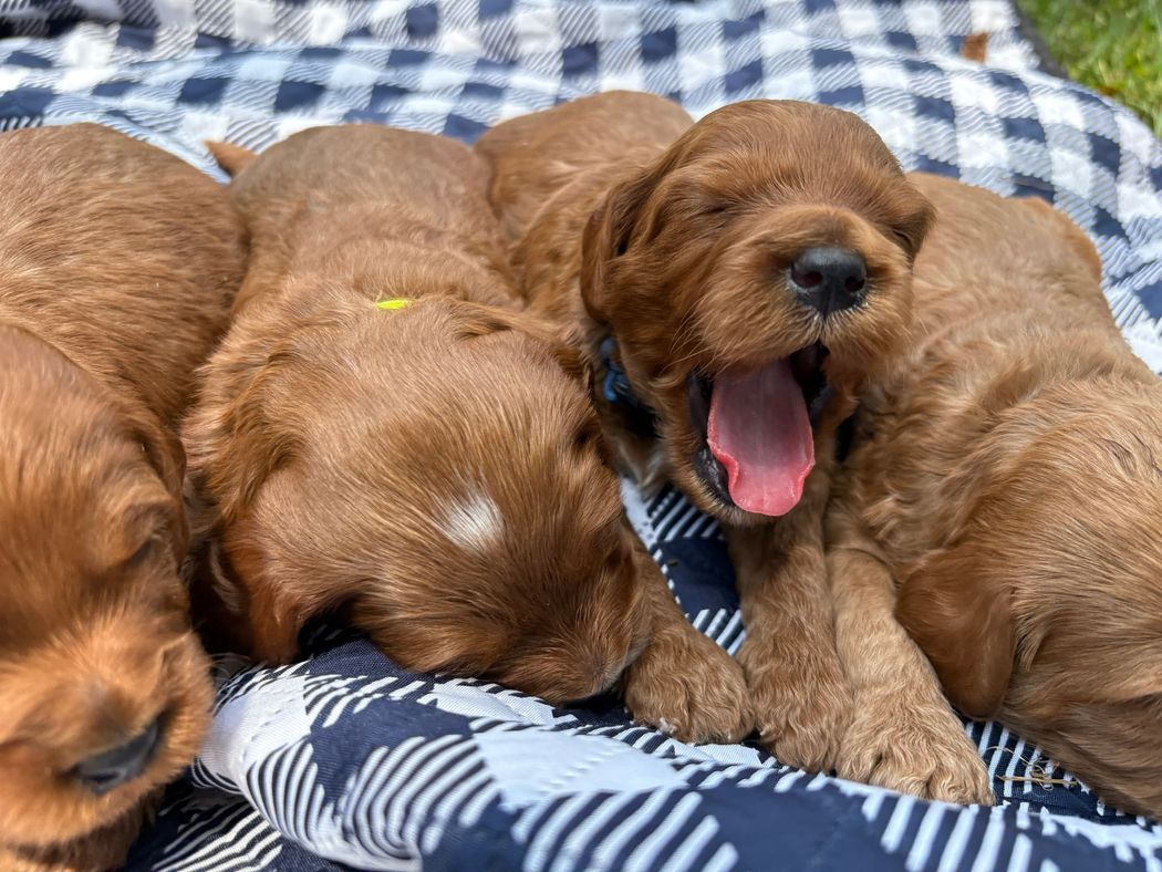 Four reddish-brown puppies, one yawning widely, rest on a blue and white checkered blanket outdoors.