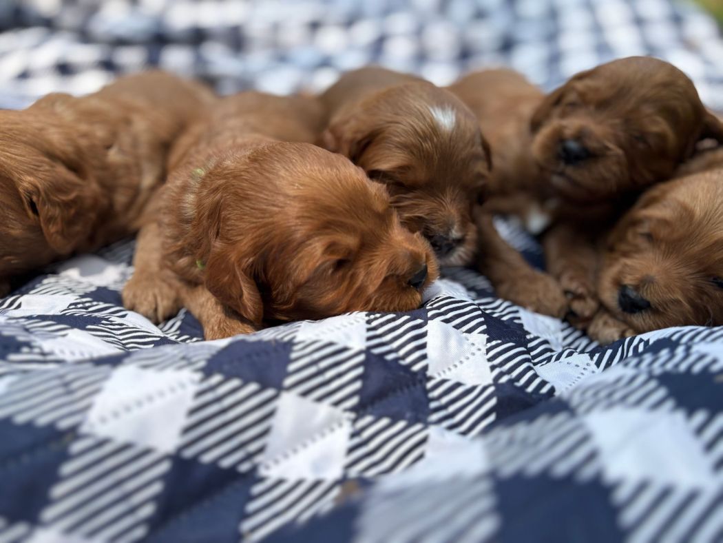Six reddish-brown puppies are curled up sleeping on a blue and white checkered blanket.
