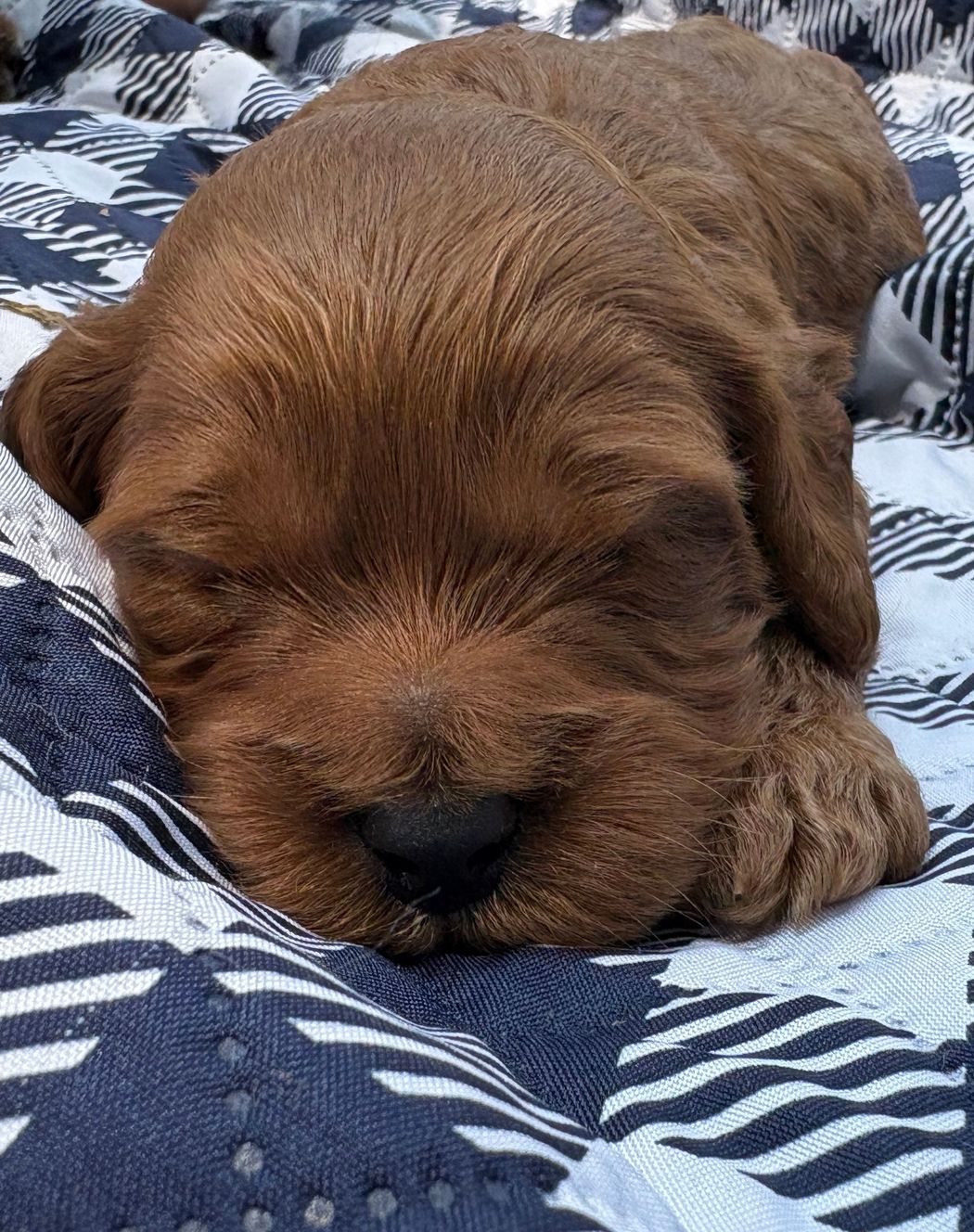 Sleeping brown puppy on a patterned blanket, curled up with eyes closed.
