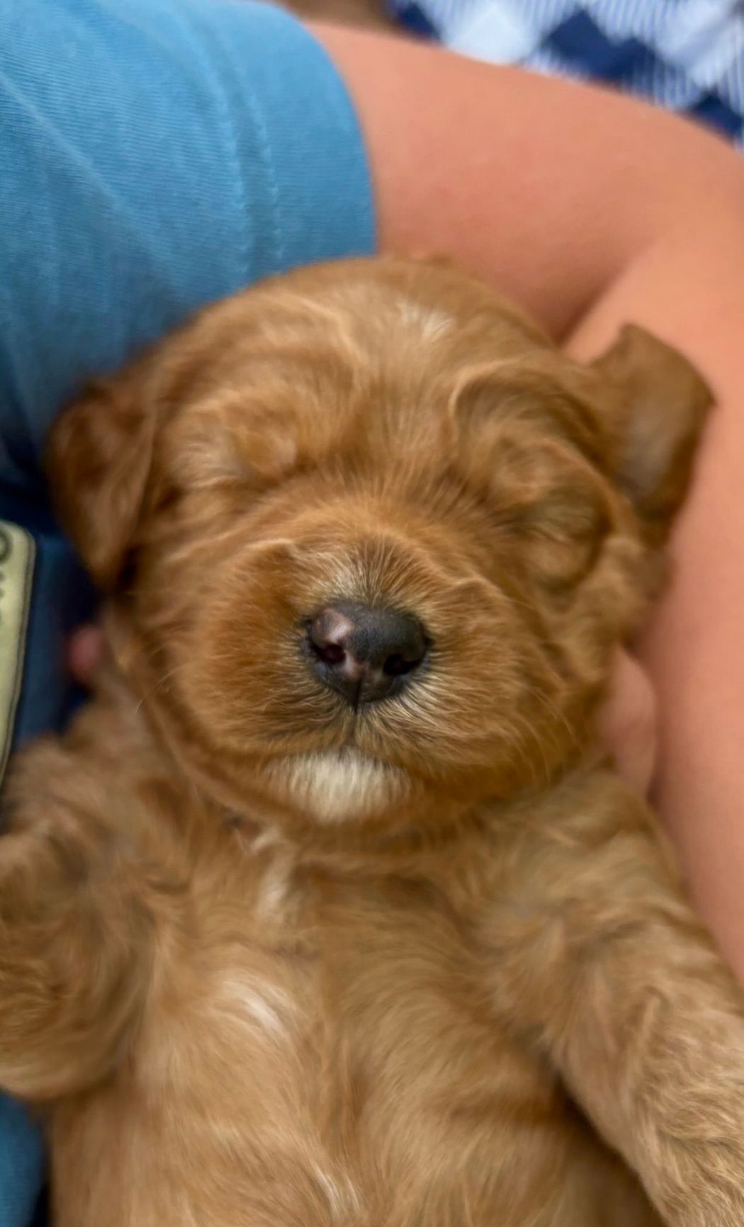 Sleeping golden-brown puppy held in someone's arms; closed eyes, black nose, and fluffy fur.