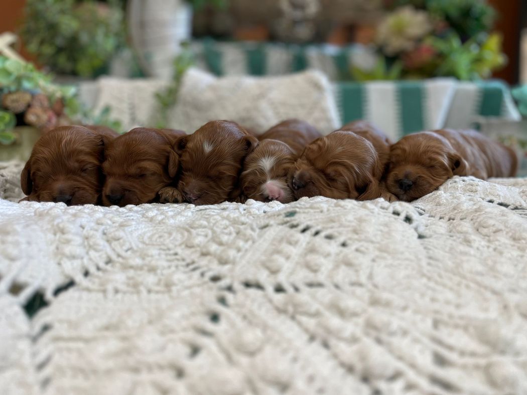 Six sleeping, reddish-brown puppies snuggled together on a cream-colored, textured blanket.