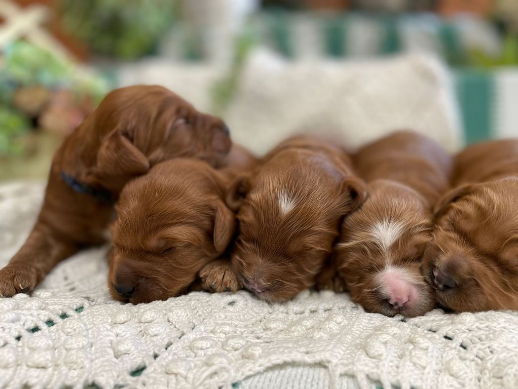 Five sleeping reddish-brown puppies huddled together on a white crocheted blanket. One has a white spot on its head.