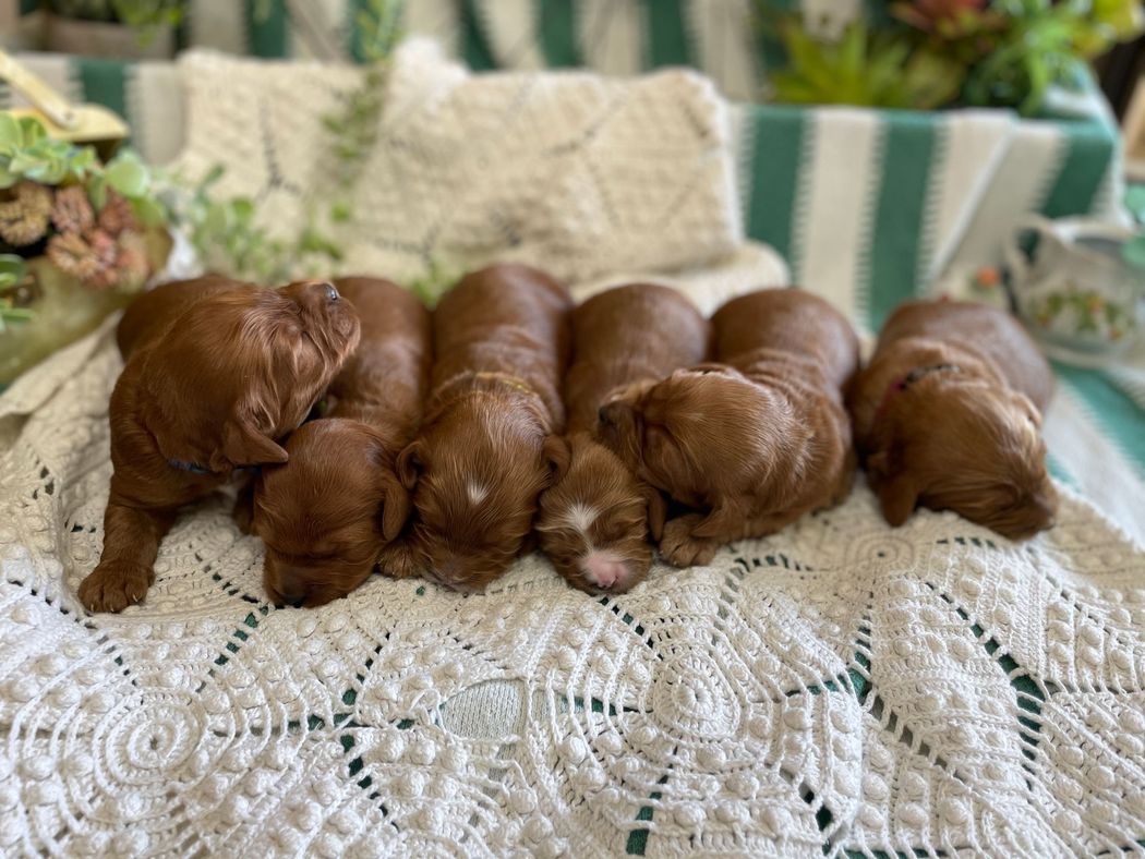 Seven reddish-brown puppies huddled together on a white, textured blanket; a backdrop of green and white striped fabric.